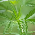 How do you make cbd wear off?