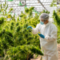 What are the benefits of cbd?